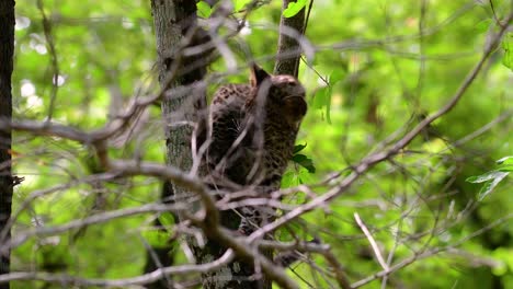 The Indochinese Leopard is a Vulnerable species and one of the big cats of Thailand