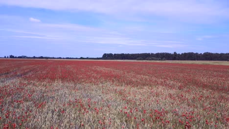 fantastic aerial top view flight red poppyfield rural area summer meadow