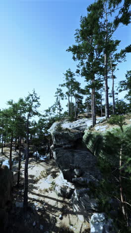 bosque de pinos en terreno rocoso