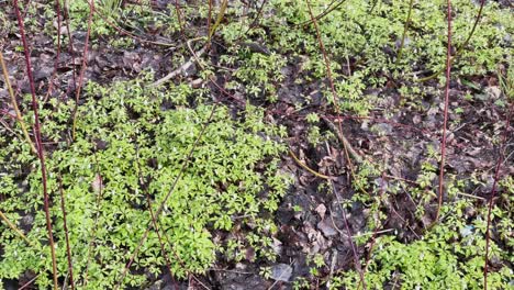 movement footage as the first green grass makes the way through a puddle in the wood, trunks of trees reflected in a water, trees stand in water, in the wood the spring begins