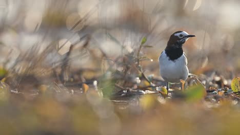 white-browed wagtail in wetland in morning with beautiful blurred bokeh background