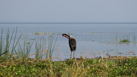 Saddlebilled stork Ephippiorhynchus senegalensis surveys the calm Nile floodplain at dawn, its red-and-black bill reflected in gentle ripples among emergent reeds on the riverbank