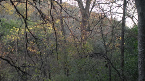 Schöne-Bäume-Im-Wald-Bei-Sonnenuntergang,-Goldene-Stunde