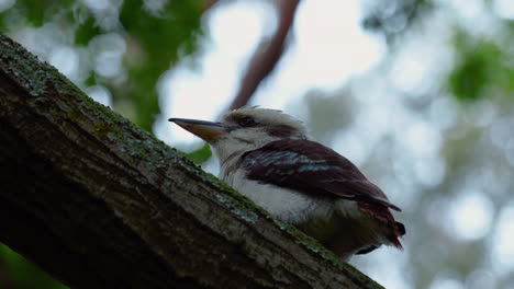 Kookaburra-Eisvogel-Australien