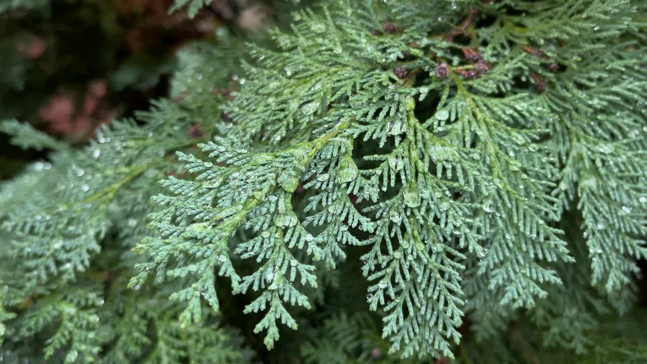 Evergreen branches, covered in tiny water drops during the rain, create a fresh and calm natural scene