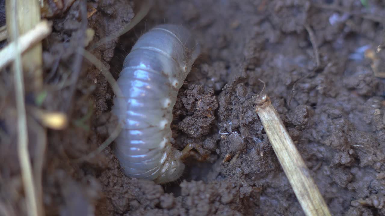 A bull bug (Diloboderus abderus) nesting on garden soil