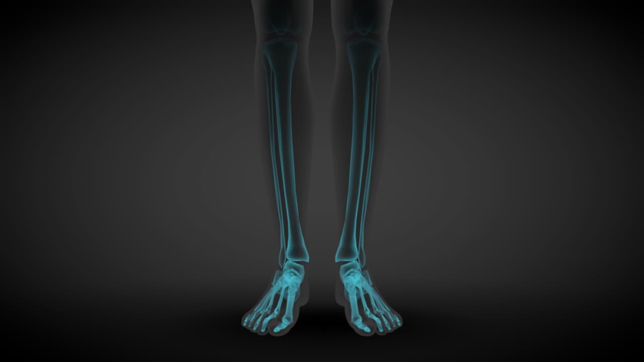 2 3D seamless looping animations in 1, female body front view - x-ray scan of skeleton bones and various internal organs, anatomy study illustration - 4K 60fps UHD