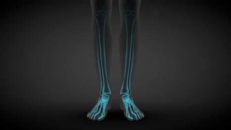 2 3d seamless looping animations in 1, female body front view - x-ray scan of skeleton bones and various internal organs, anatomy study illustration - 4k 60fps uhd