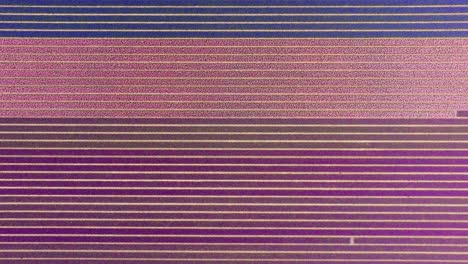 vista de planificación arial de izquierda a derecha de campos rectos de tulipanes de azul, púrpura y rosa en filas perfectas