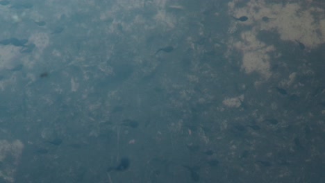 tadpoles swim through clear water bubbling in swarm, dark silhouettes