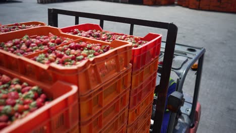 cajas de fresas frescas que se transportan con una carretilla elevadora a la fábrica