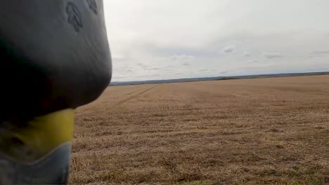 Eagle-sitting-on-a-glove,-first-person-shot