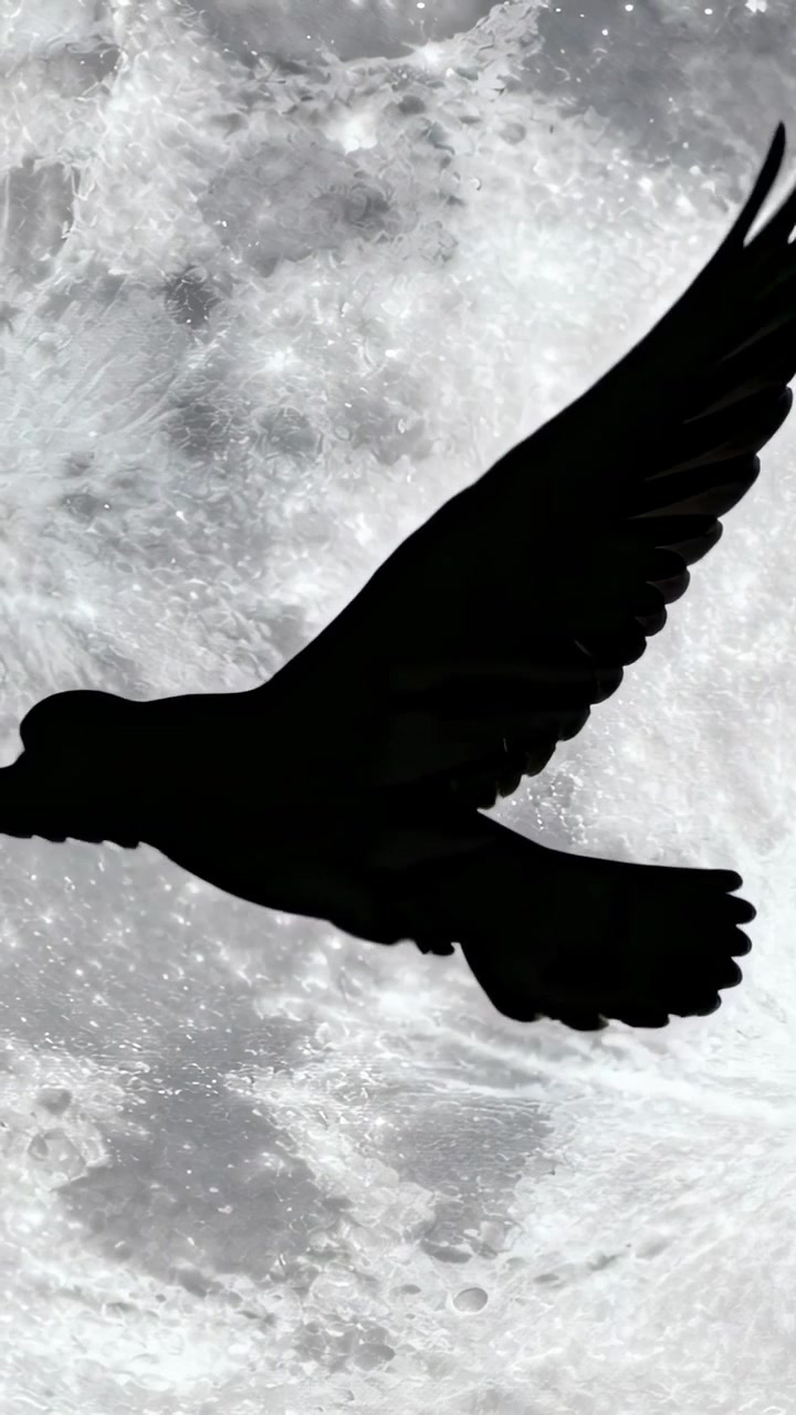 Video verticale: Entrando dal bordo sinistro, sagoma di uccello che sbatte le ali attraversando la luna piena con crateri.