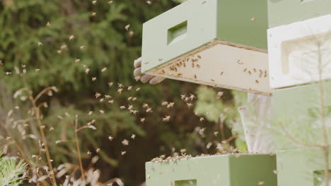 telephoto slomo view of apiarist tapping frame of beehive to remove honeybees