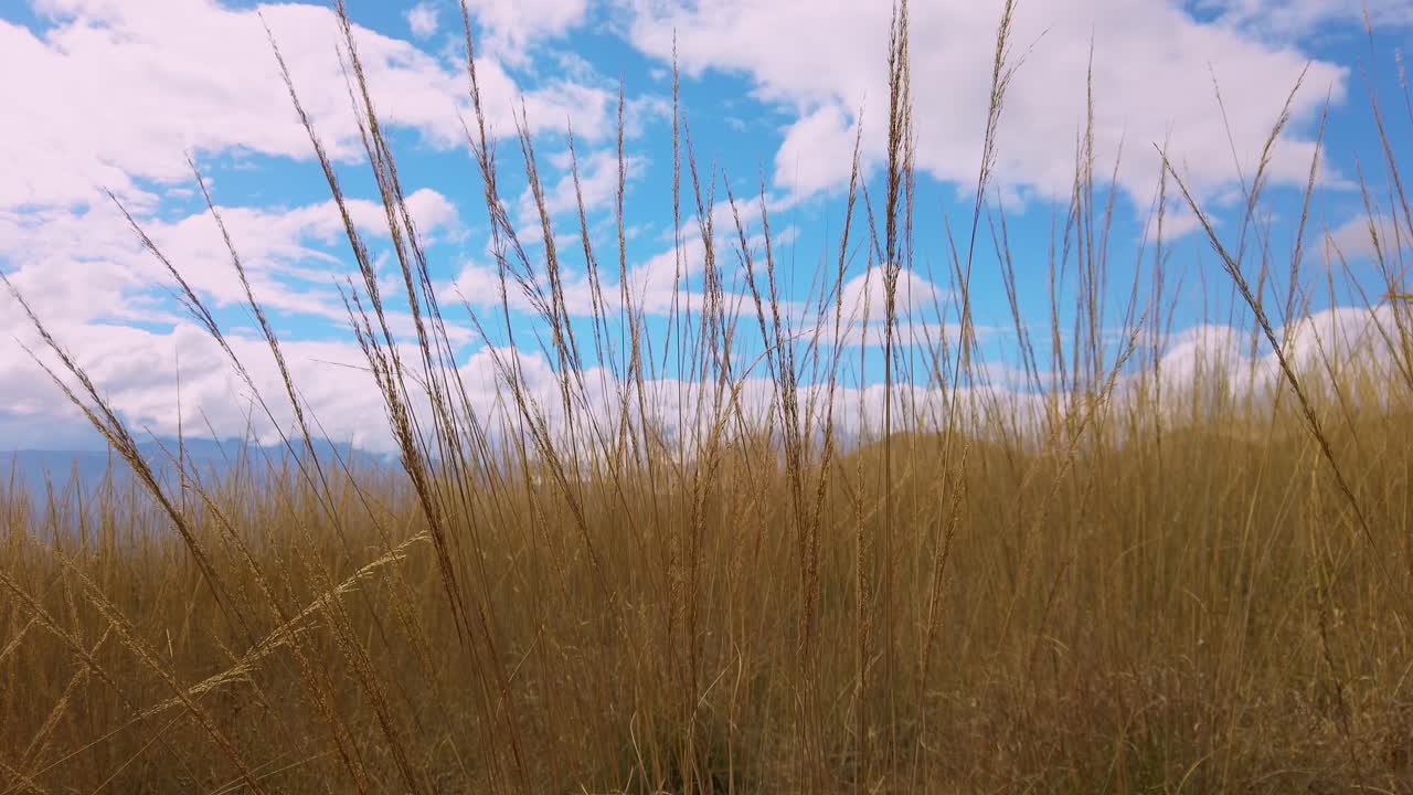 Tall alpine grass sways as camera tilts up to reveal a cloudy blue sky. Huanacaure trek leading to Wanakawri ruins, birthplace of Inca empire near Cusco, Peru