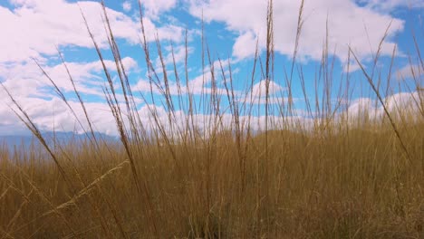 tall alpine grass sways as camera tilts up to reveal a cloudy blue sky. huanacaure trek leading to wanakawri ruins, birthplace of inca empire near cusco, peru