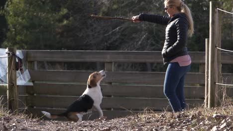 El-Perro-Beagle-Salta-Alto-Y-Atrapa-Un-Palo-De-Madera-En-La-Mano-De-Una-Mujer