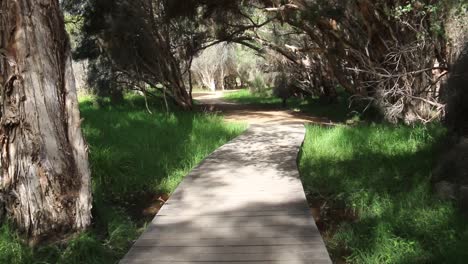 handheld clip walking along wooden boardwalk under shade of trees