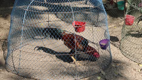 a chicken attempting to escape a net enclosure