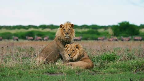 A Pair Of Lions Resting In Grassy Plain With Prey In Background - medium shot