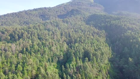 tropical forest on the slopes of sumbing mountain, indonesia