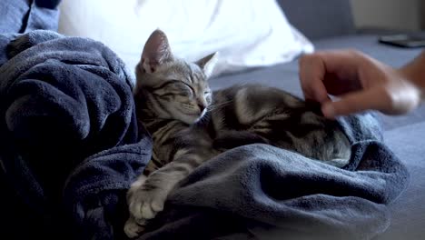 cute rescue kitten finds new home during coronavirus isolation with a loving family.
