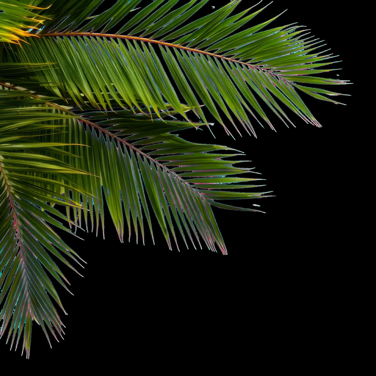 Tropical palm leaves design animated overlay, transparent 4K video, alpha channel, ProRes 4444