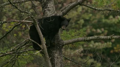 cinnamon bear cub looks at camera high up in tree slomo