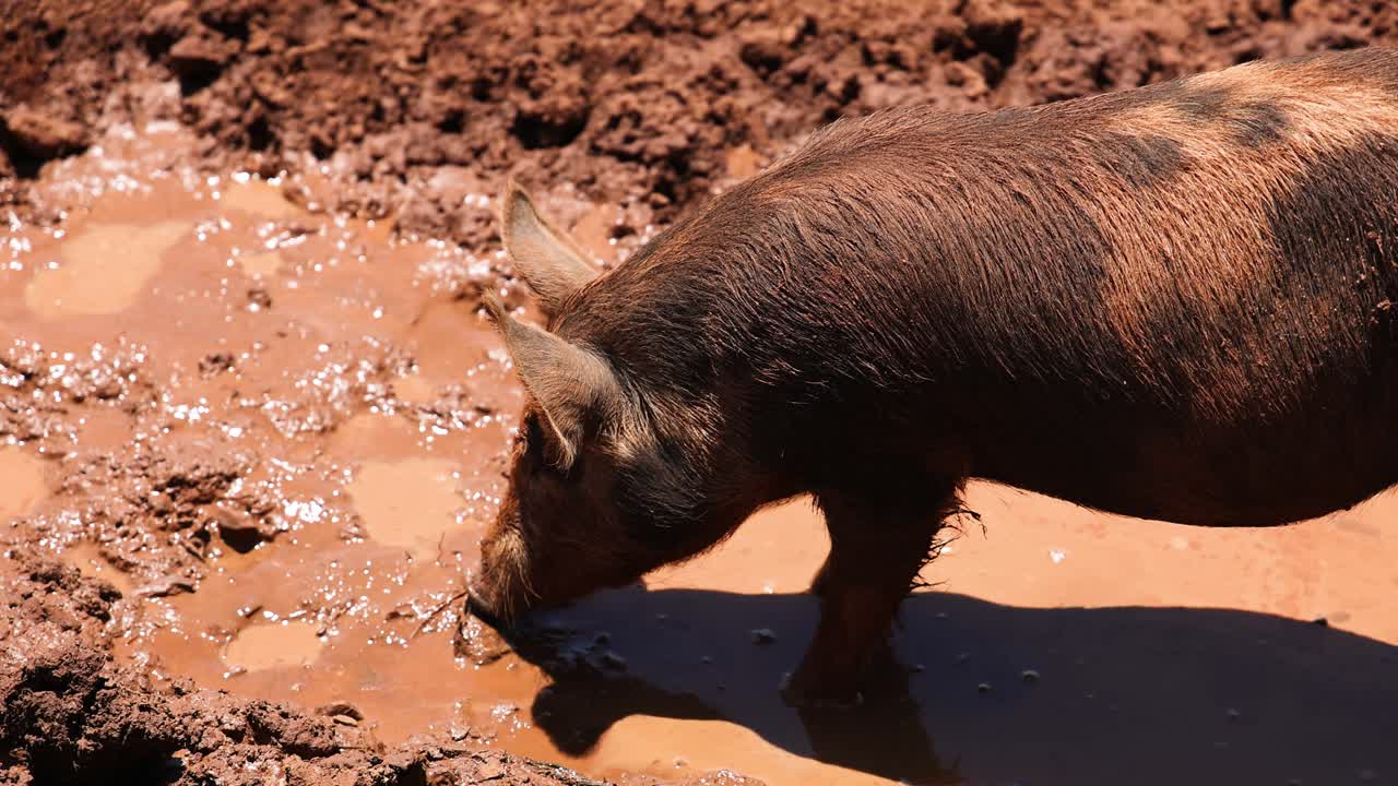 cerdo revolcándose y salpicándose en el barro