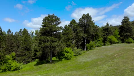 Pine-trees-of-forest-surrounded-by-green-grass-of-meadow-on-mountain-with-beautiful-cloudy-sky-background