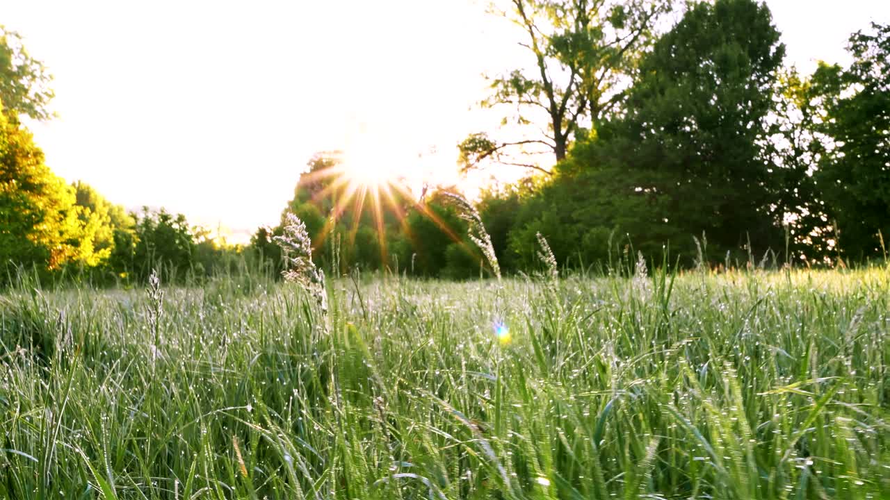 4k 아침 녹색 잔디 숲에서 빛, 안정적인, 동물의 시각