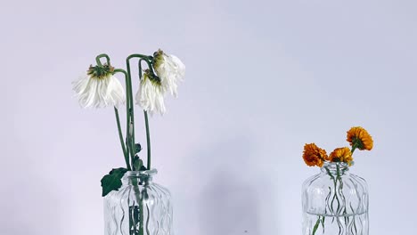 wilted flowers in vases