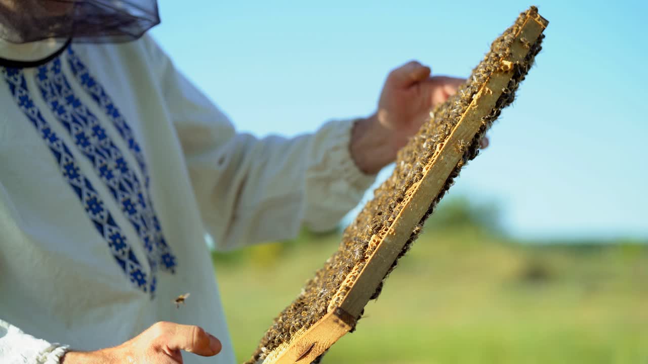 a man in a protective suit and hat holds a frame with honeycombs of bees in the garden