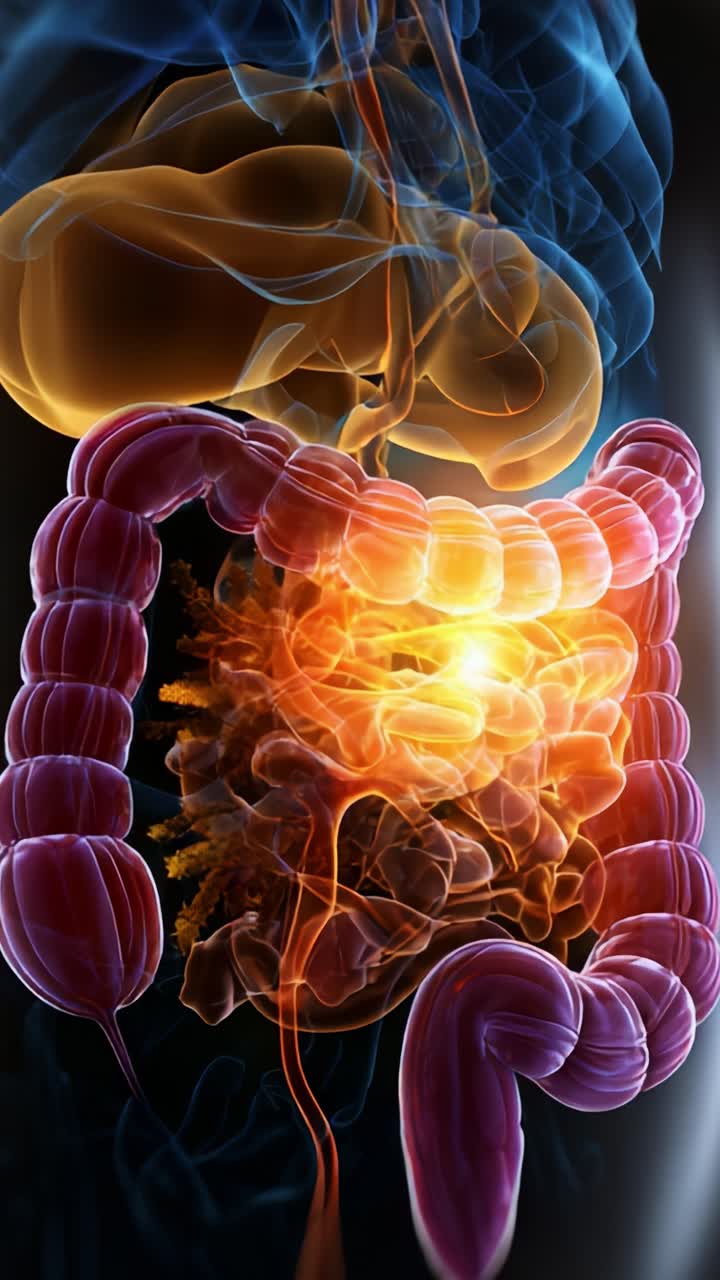 Rappresentazione visiva dell'apparato digerente umano che mostra elementi colorati e dettagli anatomici dallo stomaco all'intestino in un formato dinamico