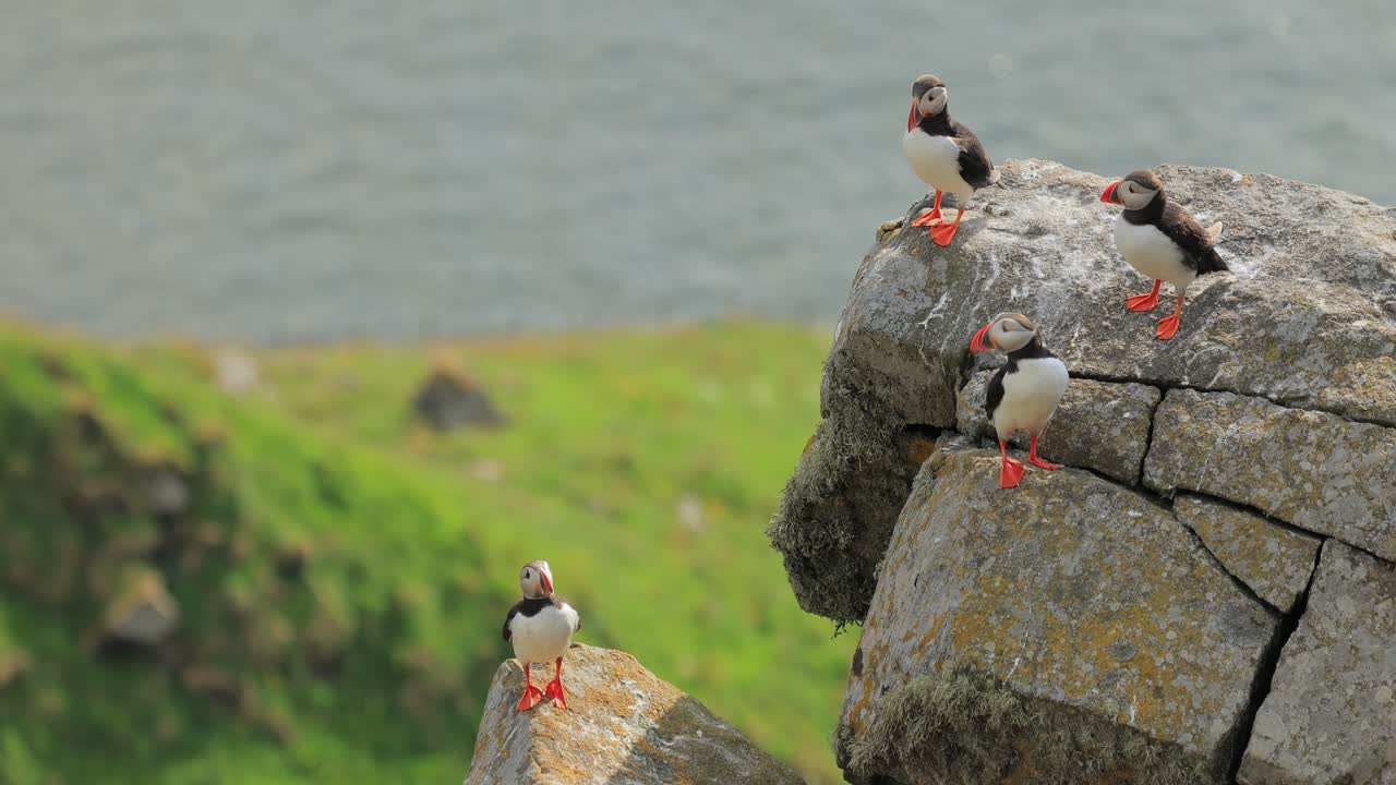 Atlantic puffin (Fratercula arctica), on the rock on the island of Runde (Norway).