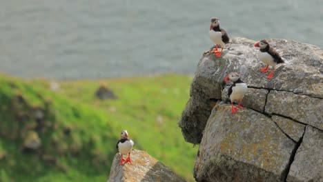 atlantic puffin (fratercula arctica), on the rock on the island of runde (norway).