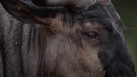 close-up of a wildebeest's head