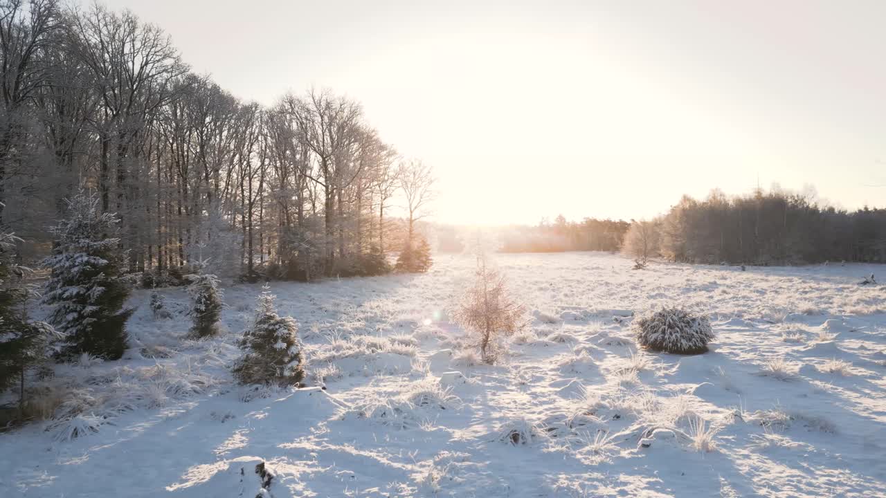 해가 뜨면 눈 인 숲