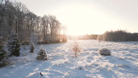 bosque nevado al amanecer