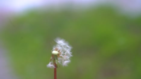 A-dandelion-flower-being-blown-away-by-a-girl-holding-it