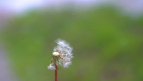 una flor de diente de león siendo arrastrada por una niña que la sostenía