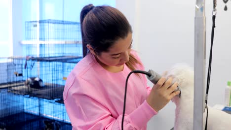 white dog in pet store with girl trimming hair