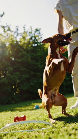 dog training in garden