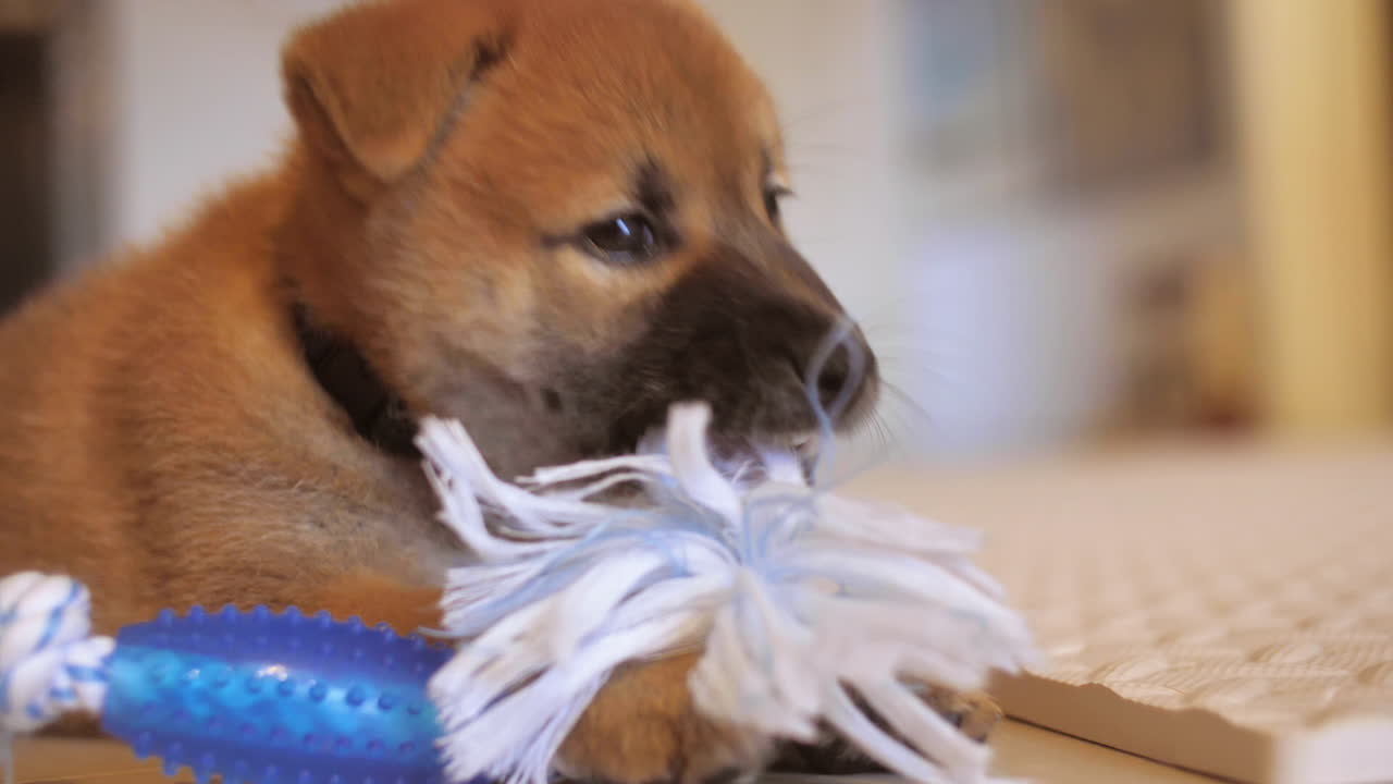 juguetón de masticación de cachorro shiba inu durante el período de dentición del cachorro alrededor de las 8 semanas