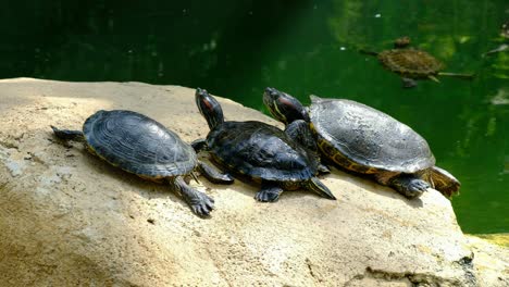 tortoises relaxing and enjoying the sunshine