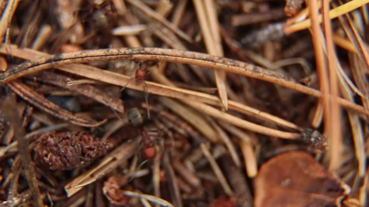 Close-up of Ants on the Forest Floor