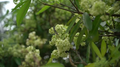 Flor-De-Chatim-Esta-Flor-Florece-En-Otoño-Y-Llena-El-área-Con-Su-Fragancia