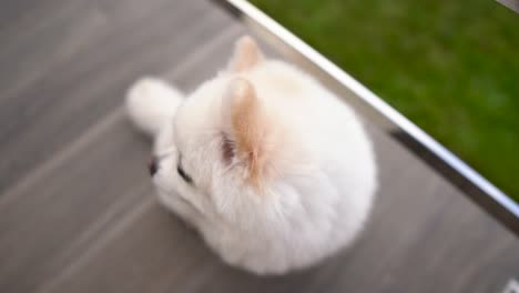 primer plano de un pequeño cachorro de pomerania blanco sentado y mirando a la cámara.