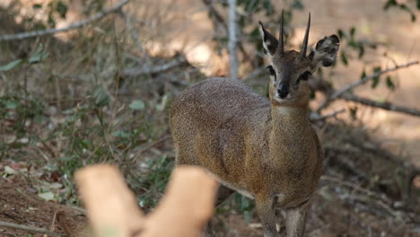 Männlicher-Klippspringer-Blickt-In-Die-Ferne,-Während-Er-In-Der-Savanne-In-Afrika-Steht