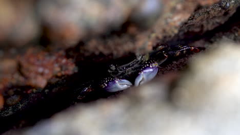 a crab showing pincers in between rocks on a beach in new zealand